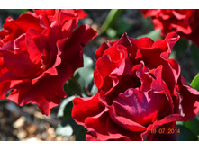 ����� �������.JPG