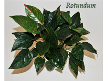 ��������� Rotundum