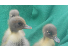 ����� 002.jpg