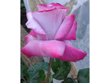 ����-0960 (2).jpg