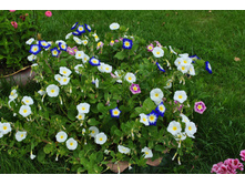 ������ �����������