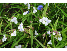 ������������ �����