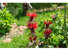 ������� �������. ��� �����������