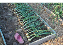 ��� ������� � ����