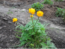 ����� �� ������