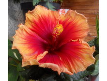 �������� Junes Dragon