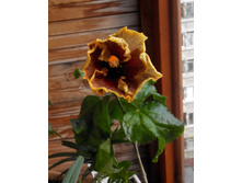 �������� Voodoo magic