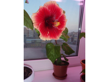 �������� Junes Dragon