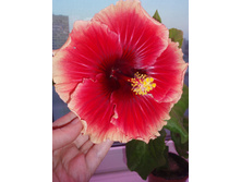 �������� Junes Dragon