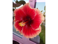 �������� Junes Dragon