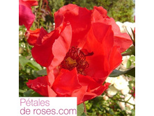 Danielle Arcucci.jpg