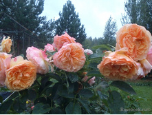 Froufroutante Jackie.jpg