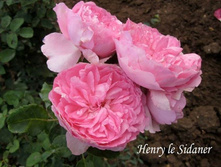 Henri le Sidaner.jpg