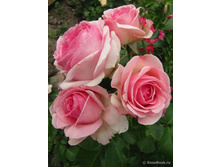 Joachim du Bellay.jpg