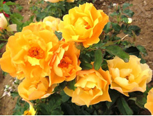 L'Elegante Du Pyla.jpg