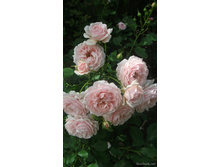 Louise De Marillac.jpg