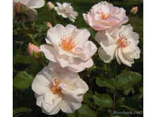 Marie-Louise Drevon.jpg