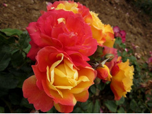 Monique Lestournelle.jpg