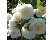 Nadine Xella-Ricci.jpg