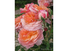 Rose De Gerberoy.jpg