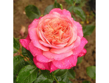 Sourire De Deauville.jpg