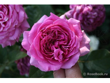 Sourire De Perigueux.jpg