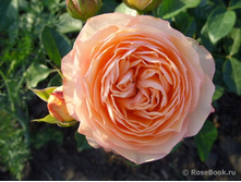 Sourire Du Havre.jpg