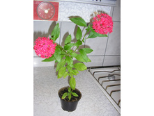 ������ - ������ �������� ...