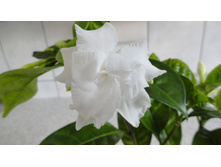 �������������� Tabernaemontana- ������ ������..