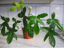 ����������� ��������� Philodendron laciniatum..... ������ �������� �������� ....