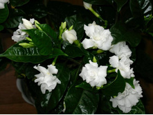 �������������� Tabernaemontana- ������ �������� �������� ...