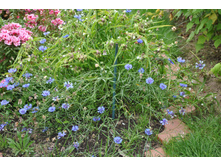 ������� �������