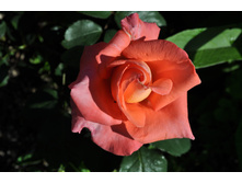 �� ������