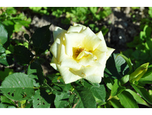 �������� �� �����.������ ���� ���� �����������