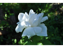 �� ����� �����