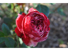 ��  ���������