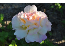 �� ������ ���