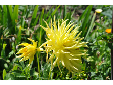 ������� ������ ����������