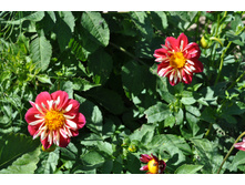 ������� �����������