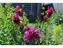 ������� ��������� ����������