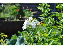 ����� ����� �������