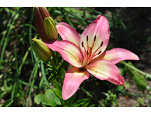 ����� ������