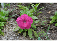 ������-��������