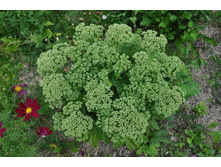 ����� ������