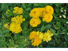 ���������� ������