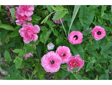 ���������� ������� ������