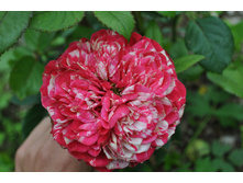 ���� ���������