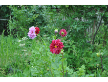 ������ ��������