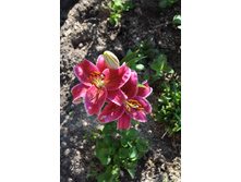 ����� ��������