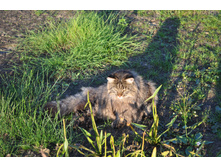 ����� �� �����